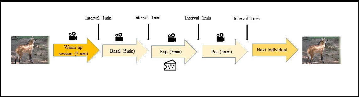 Experimental schedule for exposing maned wolves (Chrysocyon brachyurus) to olfactory stimuli