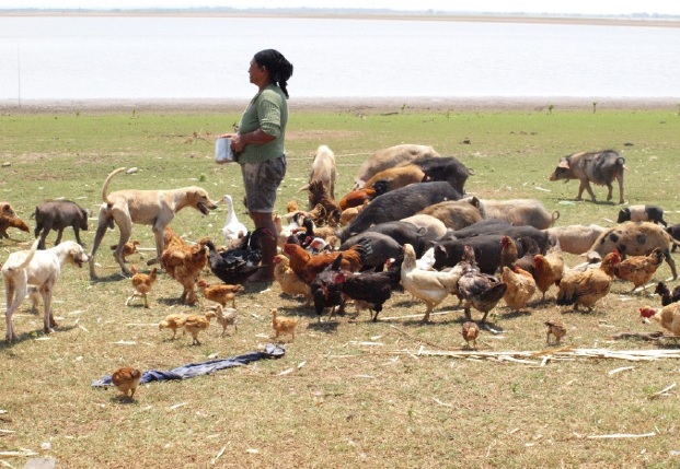 "Fartura" na várzea
