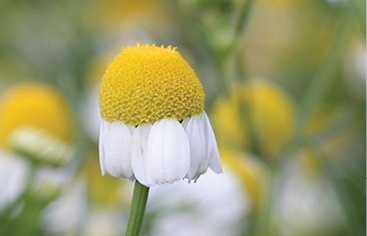 Inflorescencia de manzanilla común
