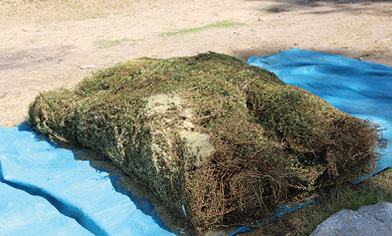Secado de manzanilla común en Tarma