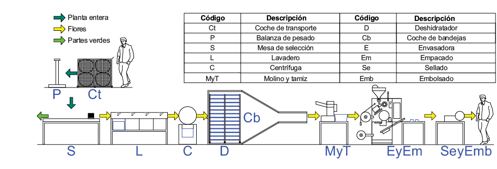 Esquema del proceso productivo de flores de manzanilla común en bolsas filtrantes