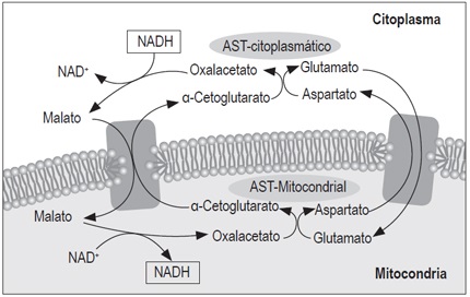 Funci&oacute;n de las isoformas de AST en el citoplasma y mitocondria. Adaptado de Botros M, 2013 (27)