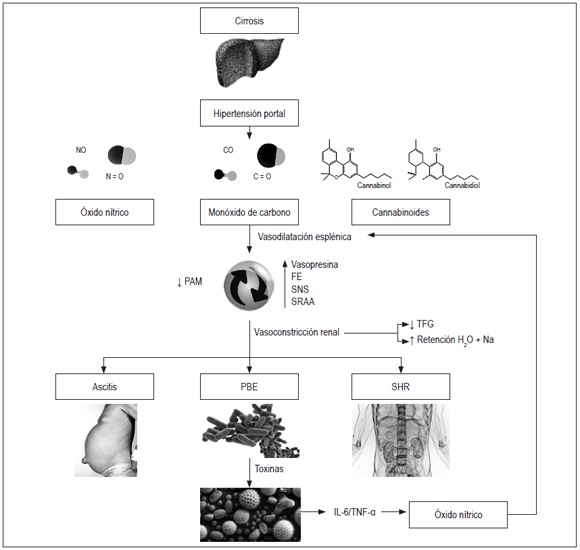 Esquema del proceso fisiopatol&oacute;gico del s&iacute;ndrome hepatorrenal. FE: fracci&oacute;n de eyecci&oacute;n; IL-6: interleucina 6; PAM: presi&oacute;n arterial media; PBE: peritonitis bacteriana espont&aacute;nea; SHR: s&iacute;ndrome hepatorrenal; SNS: sistema nervioso simp&aacute;tico; SRAA: sistema renina angiotensina aldosterona; TNF-alfa: factor de necrosis tumoral alfa 