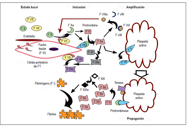 Modelo celular de la coagulaci&oacute;n. F: factor.