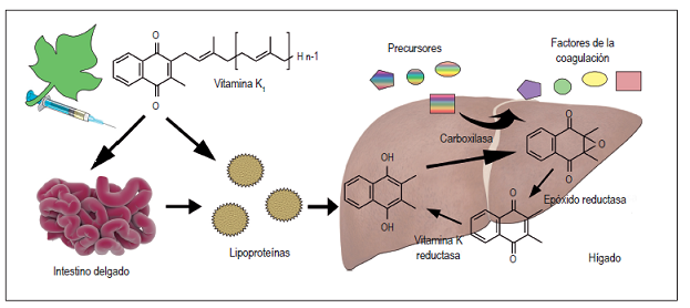 Metabolismo de la vitamina K.