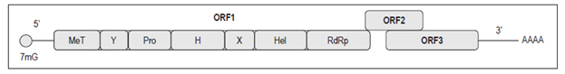 Organizaci&oacute;n gen&oacute;mica del VHE 17. H: dominio H; Pro: ciste&iacute;na-papa&iacute;na proteasa; X: dominio X; Y: dominio Y; 7mG: Cap 7-metilguanina. Modificado de: Panda SK et al. Rev Med Virol. 2007;173:151-80.