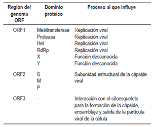 Prote&iacute;nas codificadas por el VHE y su funci&oacute;n