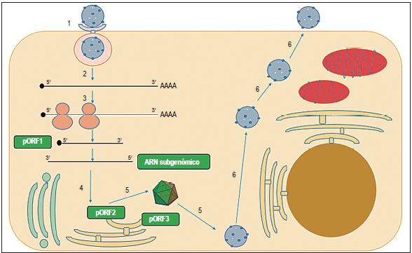Esquema de la replicaci&oacute;n del VHE. 1: entrada de la part&iacute;cula viral del VHE a la c&eacute;lula blanco de endocitosis, mediada por un receptor; 2: descapsidaci&oacute;n y liberaci&oacute;n del ARN; 3: traducci&oacute;n de poliprote&iacute;na no estructural a partir del ORF1 (pORF1) y generaci&oacute;n de la cadena molde de polaridad negativa y ARN subgen&oacute;mico; 4: traducci&oacute;n de pORF2 y pORF3; 5: ensamblaje de la c&aacute;pside, empaquetamiento del genoma y generaci&oacute;n de nuevas part&iacute;culas virales; 6: salida de las part&iacute;culas virales de la c&eacute;lula. pORF1: preORF1; pORF2: preORF2; pORF3: preORF3.