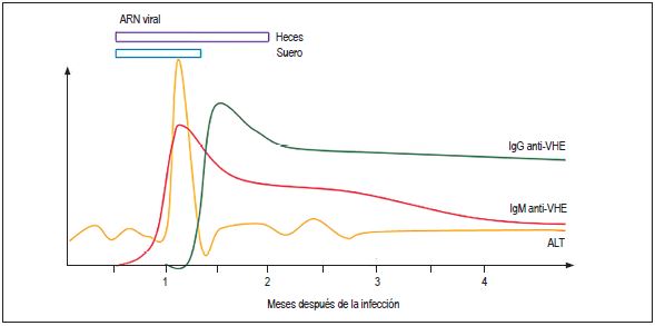 Marcadores serol&oacute;gicos y moleculares en el transcurso de la infecci&oacute;n por VHE 49. ALT: alanina aminotransferasa. Modificado de: Aggarwal R. Semin Liver Dis. 2013;331:30-40.