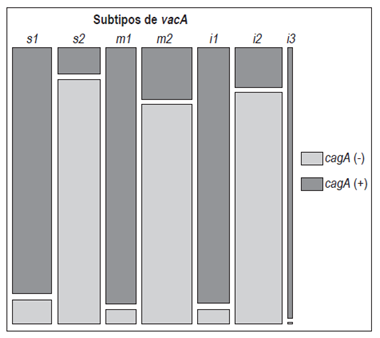 Asociaci&oacute;n entre el estado cagA y los subtipos vacA. Existe una asociaci&oacute;n significativa entre el estado cagA y los subtipos de vacA. Se excluyeron pacientes con estatus cagA o genotipos de vacA diferentes entre el antro y el cuerpo. Prueba exacta de Fisher y modelo lineal generalizado binomial (p <0,001).