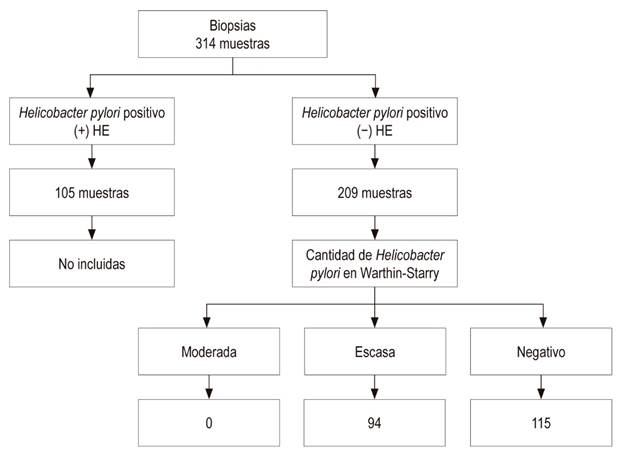Distribuci&oacute;n de las muestras analizadas por HE y WS. De las 314 muestras de la mucosa gastrica, 105 fueron positivas y 209 negativas al aplicar la coloraci&oacute;n de HE. HE: hematoxilina-eosina