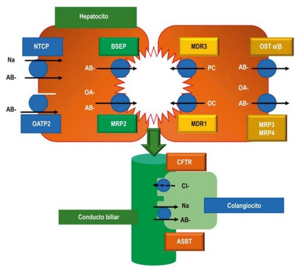 Sistemas de transporte de &aacute;cidos biliares. NTCP: p&eacute;ptido cotransportador de sodio-taurocolato (Na-Taurocholate Cotransporting Polypeptide); OATP2: polip&eacute;ptido transportador de aniones org&aacute;nicos 2 (Organic Anion Transporting Polypeptide); BSEP: bomba exportadora de sales biliares (Bile Salt Export Pump); MRP2: prote&iacute;na de resistencia a m&uacute;ltiples f&aacute;rmacos tipo 2 (Multidrug Resistance-associated Protein 2); MDR3: resistencia a m&uacute;ltiples f&aacute;rmacos tipo 3 (Multidrug Resistance 3); MDR1: resistencia a m&uacute;ltiples f&aacute;rmacos tipo 1 (Multidrug Resistance 1); OST a/b: transportador org&aacute;nico de solutos a/b (Organic Solute Transporter alpha and beta); MRP3: prote&iacute;na de resistencia a m&uacute;ltiples f&aacute;rmacos tipo 3 (Multidrug Resistance-associated Protein 2); MRP4: prote&iacute;na de resistencia a m&uacute;ltiples f&aacute;rmacos tipo 4 (Multidrug Resistance-associated Protein 4); CFTR: regulador transmembrana de la fibrosis qu&iacute;stica (Cystic Fibrosis Transmembrane conductance Regulator); ASBT: transportador apical de sales biliares dependiente de sodio (Apical Sodium-Bile acid Transporter); AB: &aacute;cido biliar; OA: ani&oacute;n org&aacute;nico (Organic Anion); PC: fosfatidilcolina (Phosphatidylcholine). Tomada de la referencia 5.