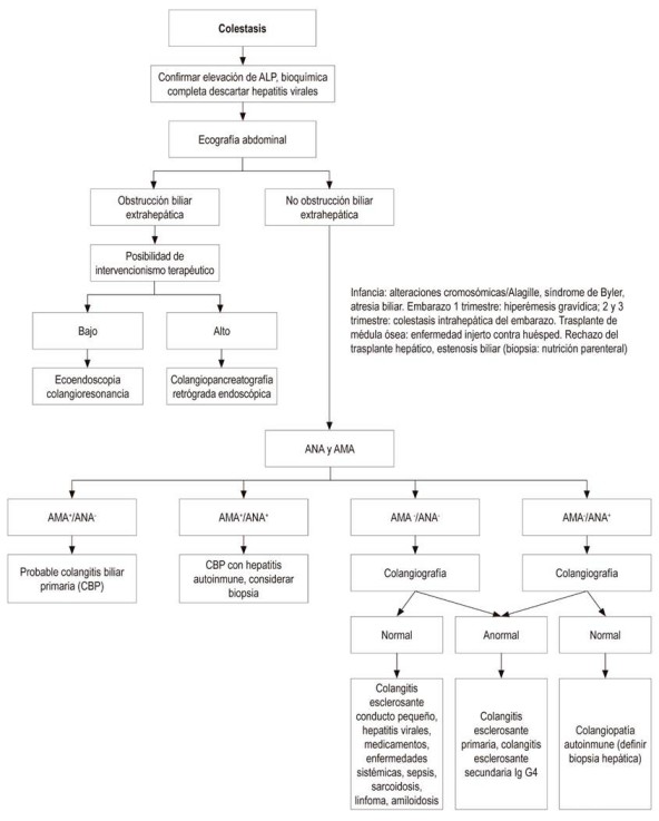 Algoritmo diagn&oacute;stico de colestasis. ALP: fosfatasa alcalina (Alkaline Phosphatase); ANA: anticuerpos antinucleares (AntiNuclear Antibodies); AMA: anticuerpos antimitocondriales (Anti-mitochondrial antibodies); Ig G4: inmunoglobulina G4. Modificada de la referencia 3.