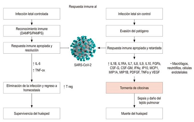 Respuesta frente a una infección viral. El huésped reconoce las estructuras del patógeno (PAMS), que conduce al reclutamiento celular y a una respuesta de citocinas proinflamatorias que incluyen principalmente la IL-6 y el TNF. Esta respuesta inflamatoria convencionalmente conduce a la eliminación del patógeno, lo que permite el retorno a la homeostasis inmune y la supervivencia del huésped infectado. En algunas infecciones, el reconocimiento por el sistema inmune se retrasa y/o evade, lo que provoca una respuesta retardada y/o inapropiada. Esto puede permitir que el patógeno prolifere, lo que desencadena la hipercitocinemia o tormenta de citocinas, conllevando a daño tisular y potencialmente a la muerte del huésped 1,15. Diseñado por Juan Báez R.