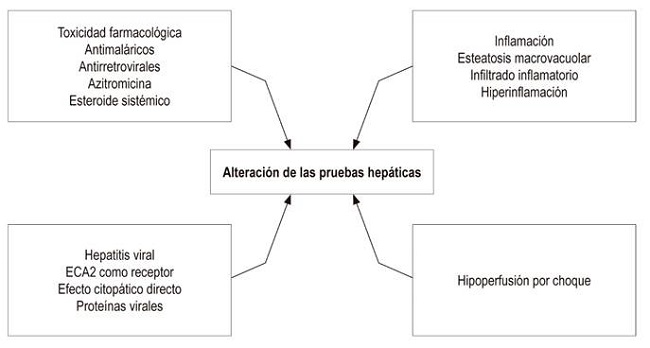 Alteraci&oacute;n de pruebas hep&aacute;ticas en COVID-19. La elevaci&oacute;n de transaminasas y de bilirrubina, la hipoalbuminemia, la trombocitopenia y la prolongaci&oacute;n de tiempos de coagulaci&oacute;n son anormalidades que tienen distintas explicaciones fisiopatol&oacute;gicas y que tienen relaci&oacute;n con la infecci&oacute;n viral directamente, con la respuesta inmune del hu&eacute;sped y con otros atenuantes como el uso de f&aacute;rmacos hepatot&oacute;xicos. 