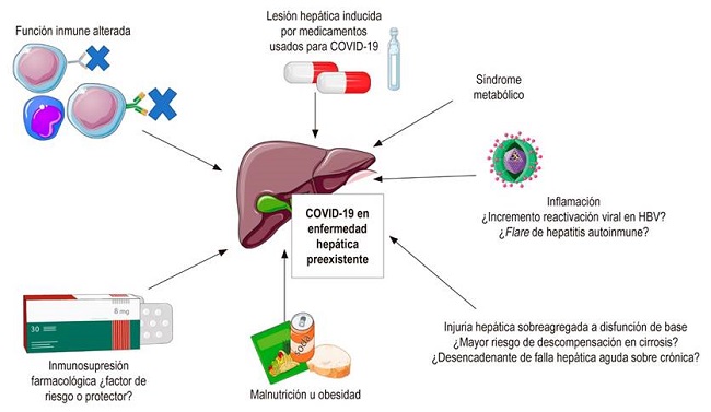 COVID-19 en enfermedad hep&aacute;tica preexistente. En este escenario se generan un gran n&uacute;mero de interacciones complejas entre condiciones de base del paciente que pueden ser considerados factores de riesgo o factores protectores. 
