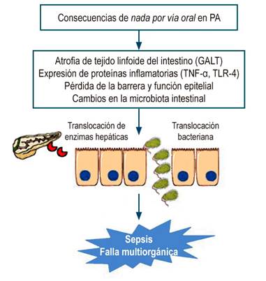 Consecuencias de la suspensión de la vía oral. GALT: tejido linfoide asociado con el intestino; TLR-4: receptor tipo toll-4; TNF-α: factor de necrosis tumoral alfa. Figura realizada por los autores.