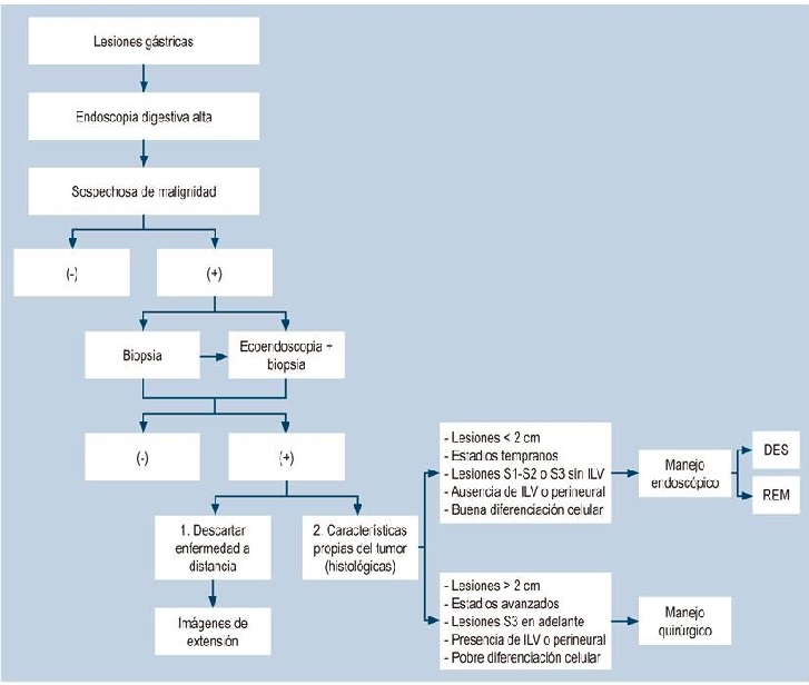 Algoritmo de abordaje diagn&oacute;stico y terap&eacute;utico de las lesiones g&aacute;stricas. DES: disecci&oacute;n endosc&oacute;pica de la submucosa; REM: resecci&oacute;n endosc&oacute;pica de la mucosa.