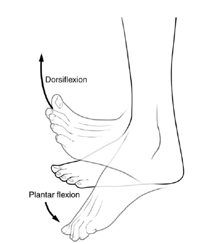 La bomba muscular venosa de la pantorrilla. La dorsiflexin y la plantar flexin (extensin del pie) actan como bomba venosa.