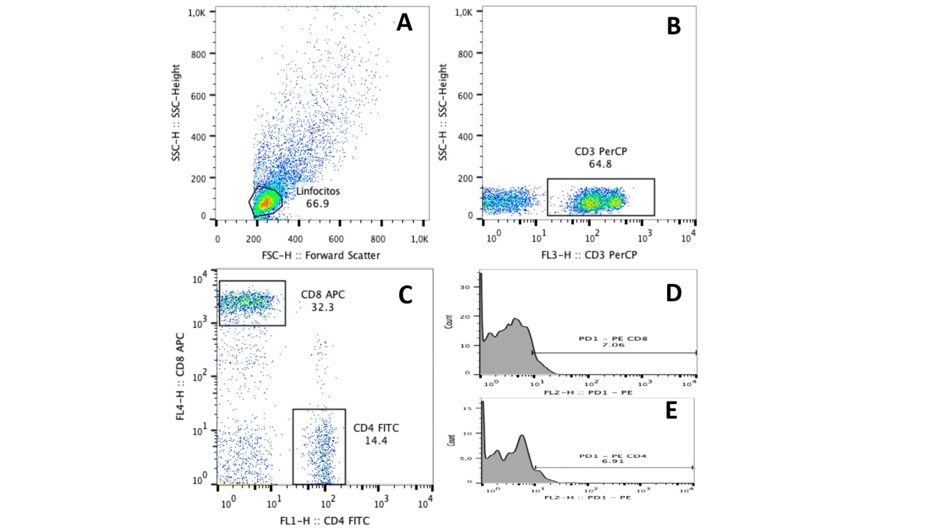 Estrategia de análisis de citometría de flujo. A. Determinación de la población de linfocitos totales (T, B y NK) de acuerdo con su tamaño y granularidad (FSC/SSC). B. A partir del gating o región de linfocitos totales, se determinó la población de LT (SSC/CD3+) de acuerdo con su granularidad (SSC) y la señal de fluorescencia del fluorocromo CD3-PerCP. C. Mediante gatings o regiones de cuadrados, se seleccionaron las subpoblaciones de LT, CD8+CD4- y CD8-CD4+. D y E. A partir de cada subpoblación de LT se realizó una gráfica de histograma que representa el porcentaje de LT, CD8+PD-1+ y CD4+PD-1+, respectivamente. El análisis fue realizado con FlowJo X 10.0.7.
