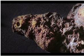 Botón de nácar del lecho marino