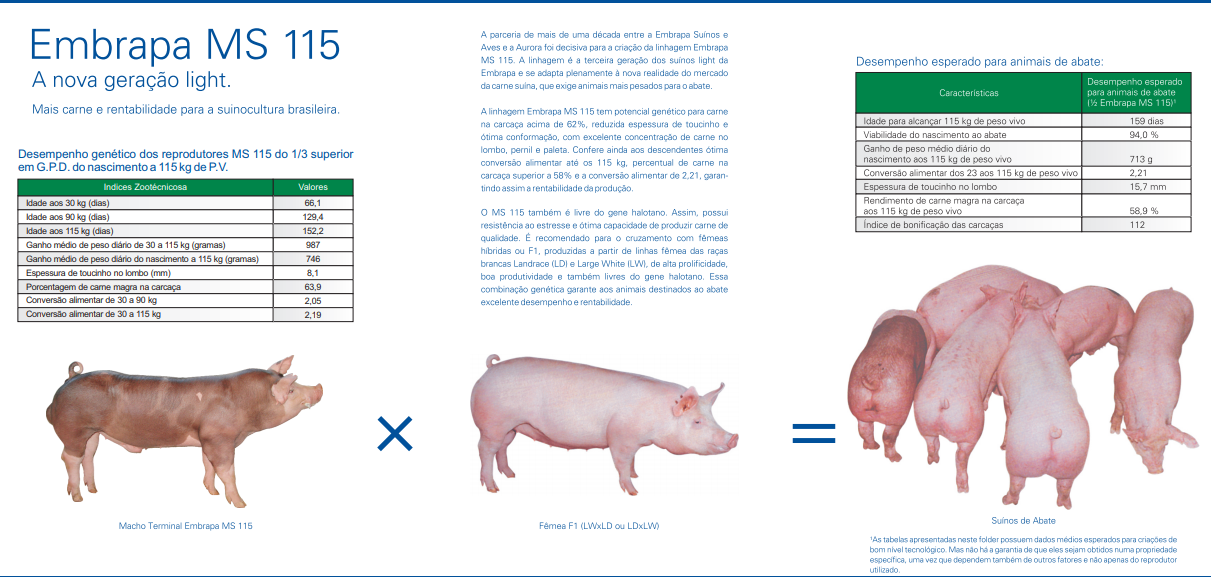 Figura 05: 