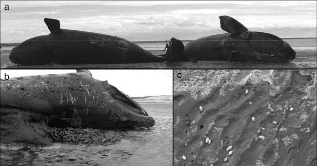 a: Dos ejemplares adultos de Ballena Franca Austral varados en el mismo sitio de Playa Flechero, b: imagen posterior a la pleamar momento donde se produjo el desgarramiento de las ballenas provocando un gran aporte de fluidos corporales, y c: fluidos corporales sobre el sedimento con almejas D. solenoides de h&aacute;bito filtrador moribundas. Cr&eacute;ditos fotogr&aacute;ficos: Programa de Monitoreo Sanitario de Ballena Franca Austral y Cecilia Villanueva.