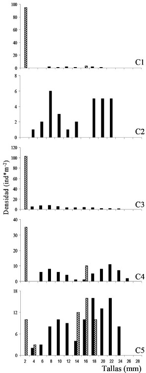 Histogramas de frecuencias de tallas de almejas D. solenoides en los cinco sitio de estudio (C1-C5). Las barras con l&iacute;neas corresponden a los muestreos de noviembre de 2005 y las barras llenas a marzo de 2006.