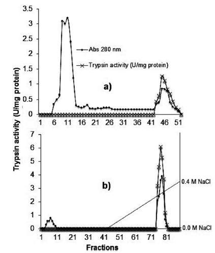 Chromatographic purification of trypsin from hepatopancreas of Dosidicus gigas. a: Affinity chromatography. b: DEAE-Sepharose chromatography. Trypsin activity in BAPNA.