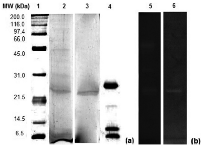 SDS-PAGE (a) and Native-PAGE (b) zymography of purified trypsin from hepatopancreas of Dosidicus gigas. Lane 1: molecular weighs markers, lane 2: crude extract, lane 3: DEAE-Sepharose fraction, lane 4: bovine trypsin, lane 5: crude extract, lane 6: DEAE-Sepharose fraction.