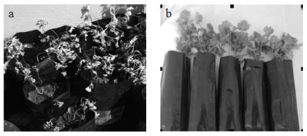 Pruebas de patogenicidad. a: plantas de cilantro inoculadas con Fusarium oxysporum a 20 ddi; la incidencia de plantas con muerte prematura fue de 100%; b: plantas testigo.