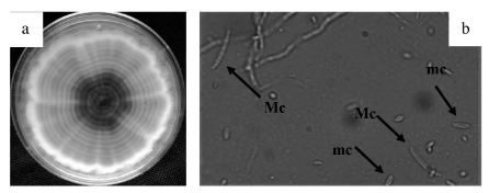 Fusarium oxysporum, agente causal de la marchitez y muerte prematura de plantas de cilantro. a: colonia de F. oxysporum en medio de cultivo PDA de 15 días de edad con micelio de color blanco con una pigmentación rosa-violeta. b: macroconidios (Mc) fragmosporas, hialinos, en forma de media luna, con cinco septos en promedio, y microconidios (mc) amerosporas, ovales, hialinos.