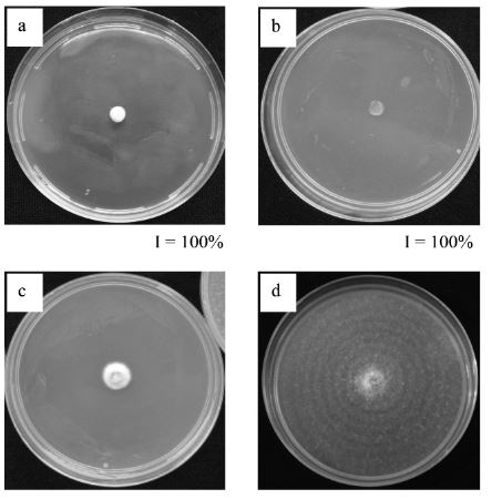 Efecto de aceites esenciales sobre el crecimiento micelial in vitro de Fusarium oxysporum a los 10 días de edad. a: clavo (S. aromaticum) 100μl·l-1, b: tomillo (T. vulgaris) 200μl·l-1, c: orégano (O. vulgare) 400μl·l-1, d: testigo. I: inhibición del crecimiento micelial de F. oxysporum expresado en porcentaje.
