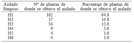 AISLADOS FUNGOSOS OBTENIDOS A PARTIR DE 250 MUESTRAS DE TEJIDO DE RAÍCES DE PLANTAS DE CILANTRO CON SÍNTOMAS DE MARCHITEZ Y MUERTE PREMATURA RECOLECTADAS EN OCOTLÁN DE MORELOS, OAXACA, MÉXICO