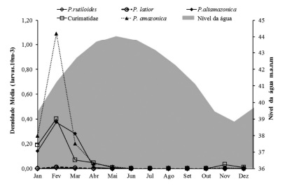 Densidade média de larvas de Curimatidae nos diferentes momentos do ciclo hidrológico de 2013, no trecho baixo do rio Amazonas, Pará (m.a.n.m.= metros acima do nível do mar)