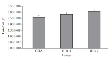 Producci&oacute;n promedio de conidios entre los diferentes hongos evaluados (GHA, HIB-4 e HIB-7) de Beauveria bassiana a los 14 d&iacute;as de incubaci&oacute;n bajo condiciones de laboratorio, 25 &plusmn;2&ordm;C y fotoperiodo 12:12h. Los tratamientos con diferente letra son significativamente dife- rentes (p&le;0,05). L&iacute;neas en las barras indican el error est&aacute;ndar.