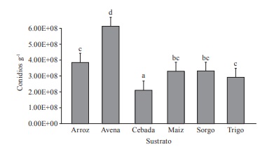 Producci&oacute;n promedio de conidios entre los diferentes sustratos evaluados a los 14 d&iacute;as de incubaci&oacute;n bajo condiciones de laboratorio, 25 &plusmn;2&deg;C y fotoperiodo 12:12h. Los tratamientos con diferente letra son significativamente diferentes (p&le;0,05). L&iacute;neas en las barras indican el error est&aacute;ndar.