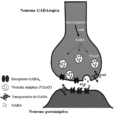 Síntesis de GABA neuronal
(Adaptado de Jin et al., 2013)