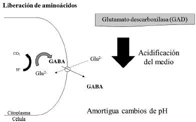 Mecanismo de síntesis de GABA
por las BAL (Adaptado de Cotter y Hill, 2003).