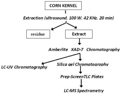 Isolation and fragmentation scheme of anthocyanins of corn grains.