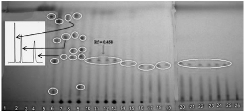 Silica TLC development of extracts from rose corn kernels visualized with UV light at 325nm. Each spot
with different Rf is considered as a monomeric anthocyanin. Spots with similar Rf were combined.