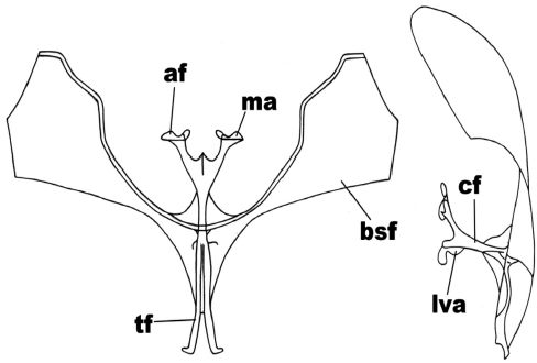 Anterior and side view of the metafurcasternum in Praeantarctia indecisa
Heimlich