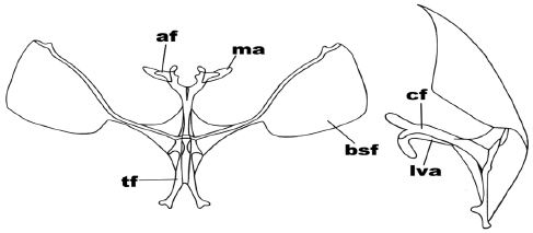 Anterior and side view of the metafurcasternum in
Tetracis chilenaria
(Blanchard)