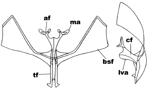 Anterior and side view of the metafurcasternum in Leucolithodes paulina
(Ureta)
