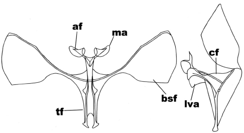 Anterior and side view of the metafurcasternum in Cotophoenissa dibapha
(Felder & Rogenhofer)