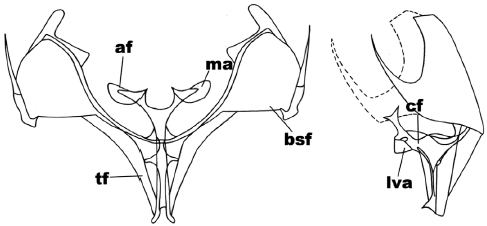 Anterior and side view of the metafurcasternum in Catophoenissa fuenzalidai Ureta