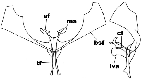 Anterior and side view of the metafurcasternum in Mallomus antennata (Mabille)