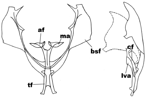 Anterior and side view of the metafurcasternum in Mallomus chilenaria (Felder
& Rogenhofer)