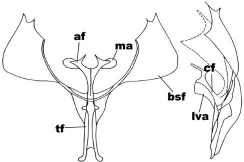 Anterior and side view of the metafurcasternum in Mallomus clarkei
(Sperry)