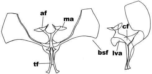 Anterior and side view of the metafurcasternum in Mallomus penai
(Rindge)